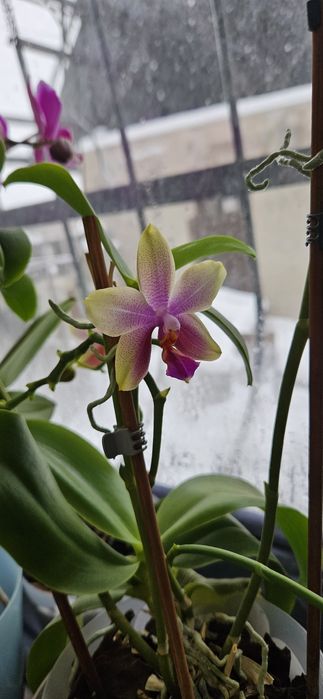 Продам цветы орхидеи