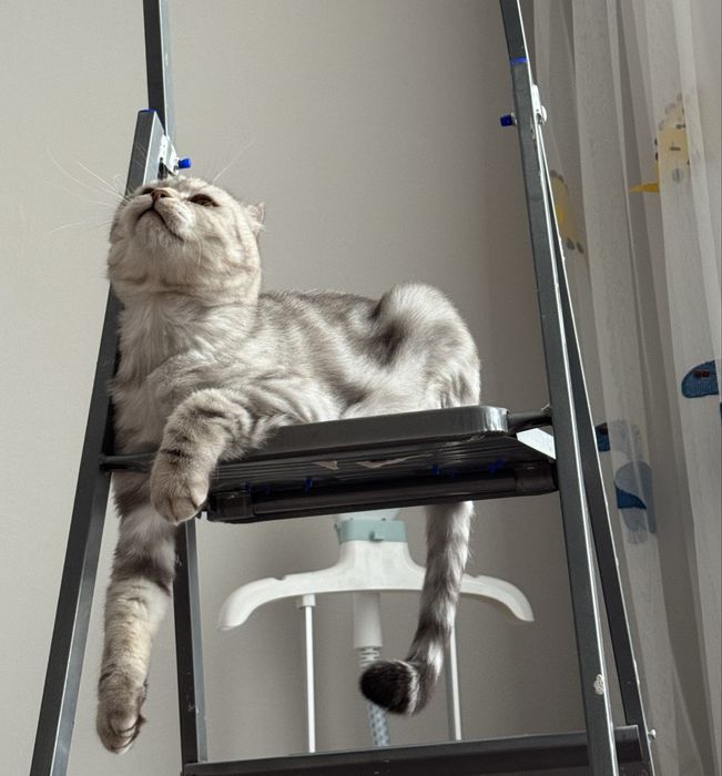 Отдаем своего котика шотландца в добрые руки