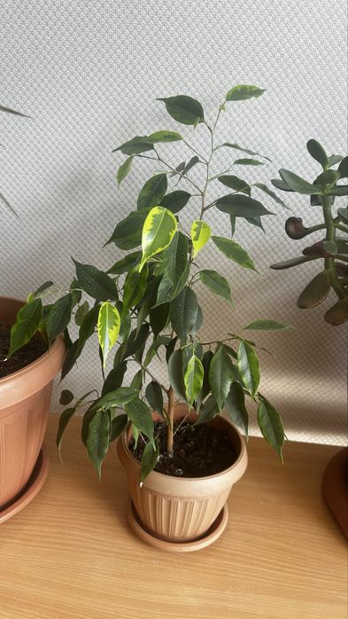 Комнатные растения