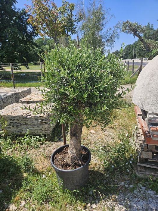 Ienupar  cedru plangator