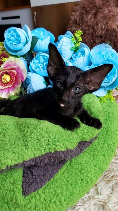 Ориенталы и Сиамы .  Котята