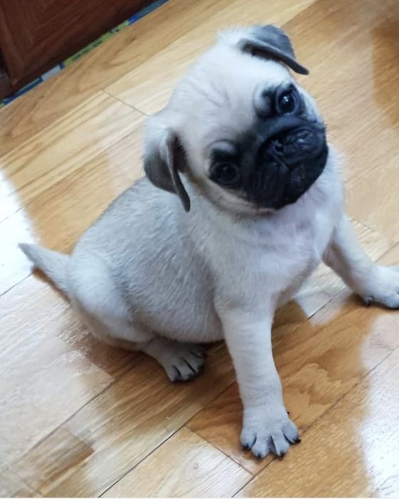 Mops /Pug/Pag Transport in toata Ro