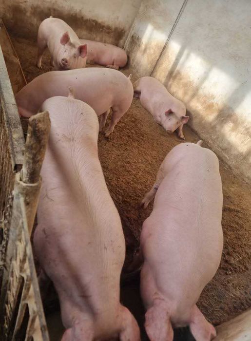 Угоени прасета 6лв