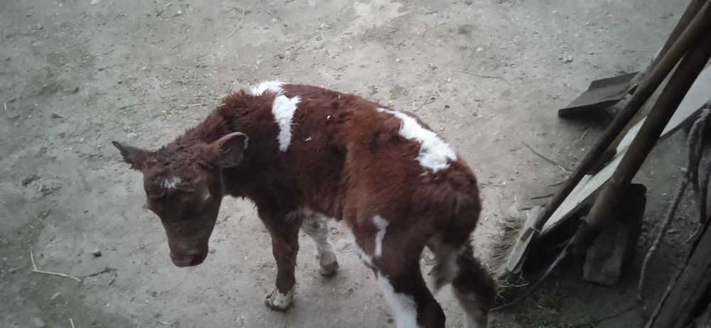 Продам Корова с теленком