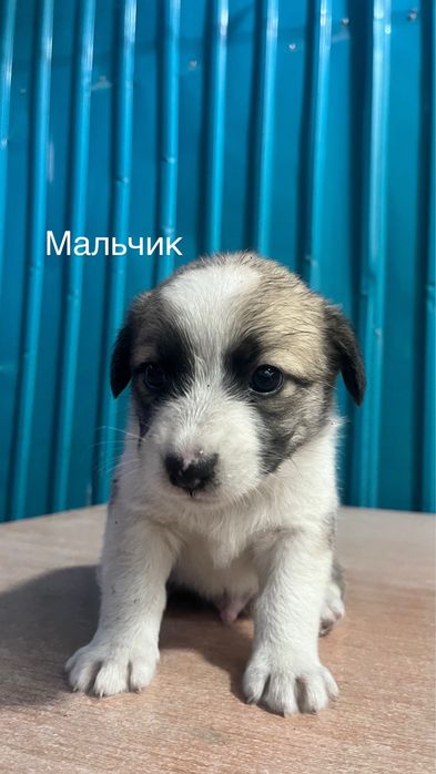 Отдам щенят в хорошие руки