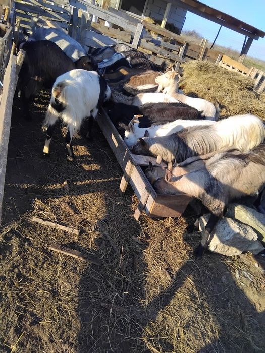 Capre gestante  tinere