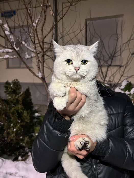 Вязка ! Премиум чистакровная Серебрестая Шиншилла NS11 привазной кошек