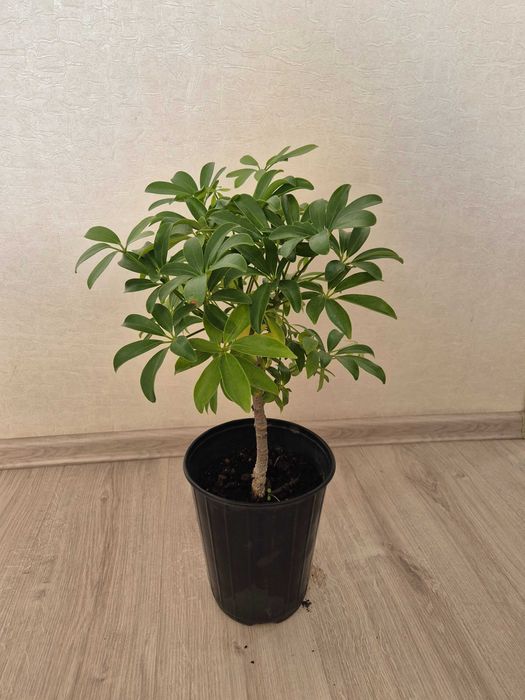 Комнатные растения и цветы