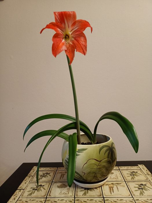 Фикус Бенджамина