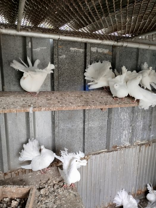 Продавам Гълъби Фенерлии