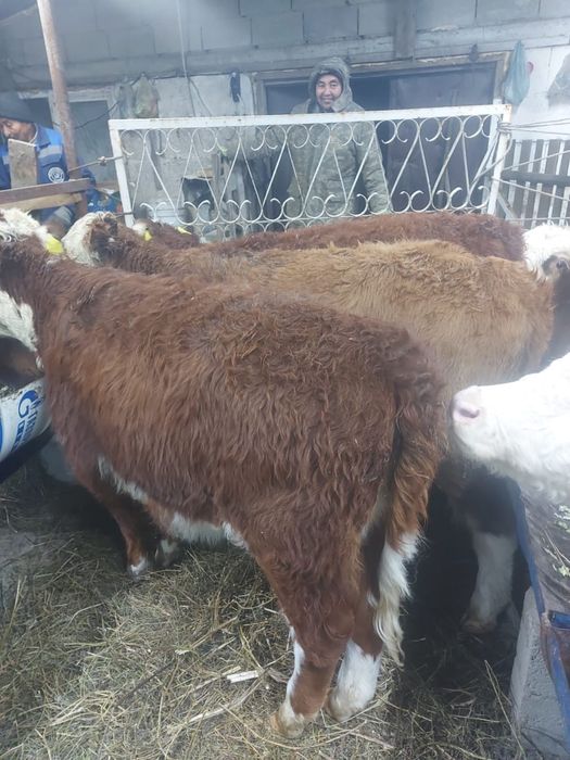 Продам подсосы телочки