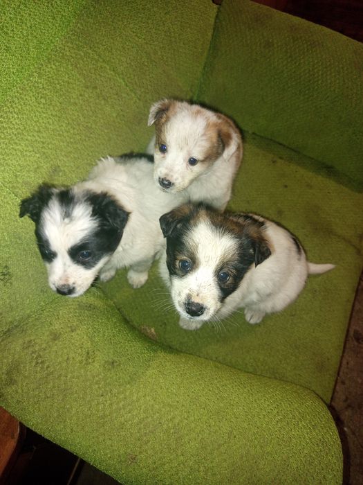 Щенки в добрые руки