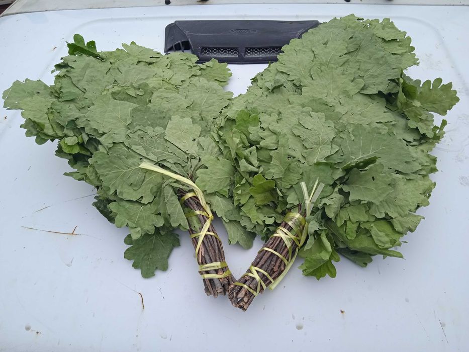 Веник дубовый для бани