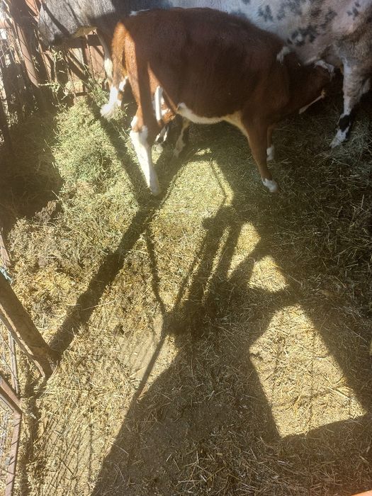 Vand vacă primul vitel+3 vitei