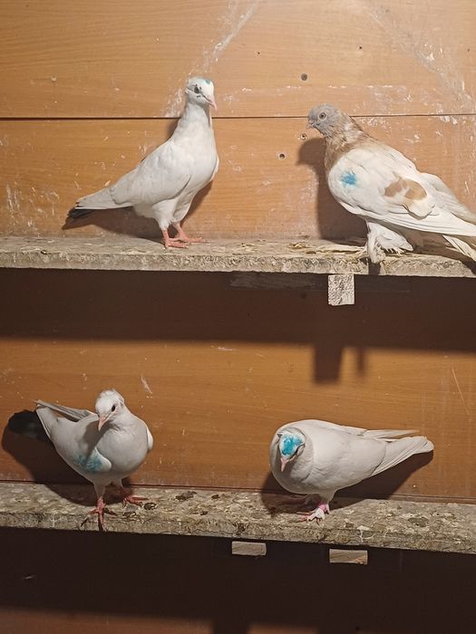 Голуби бакинские