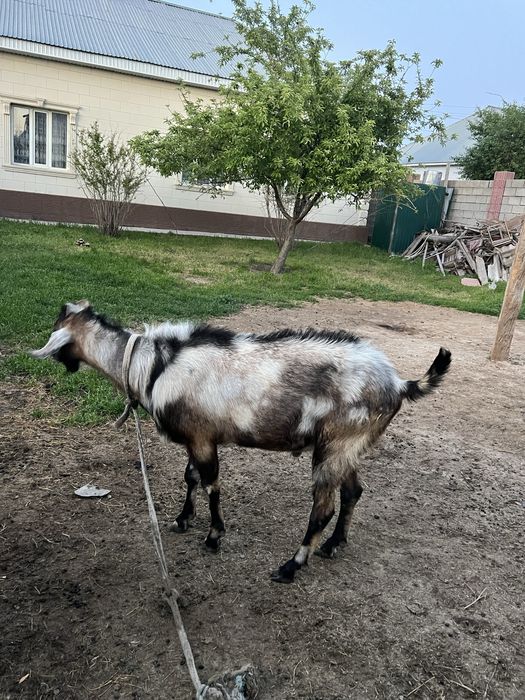 Нубийские теке 2-3еуін туғыздырады