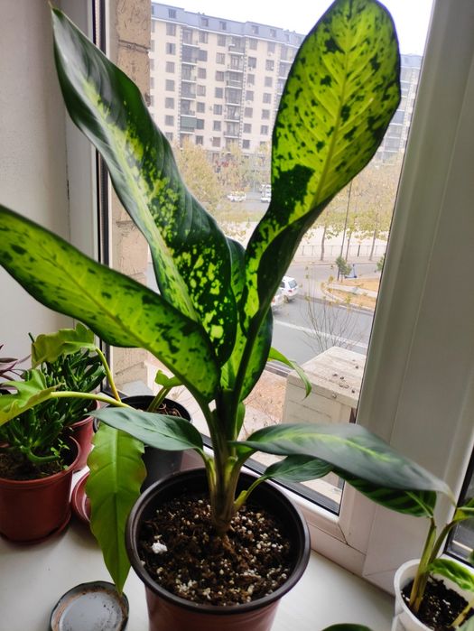 Дифенбахия банана сорт