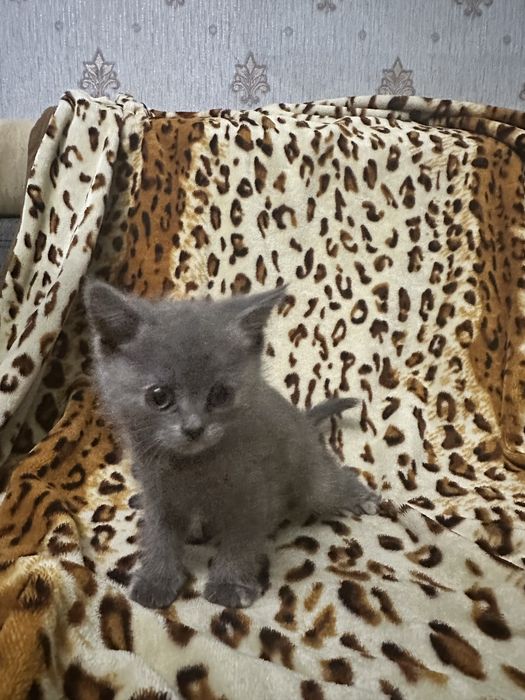 Котята британскай породы