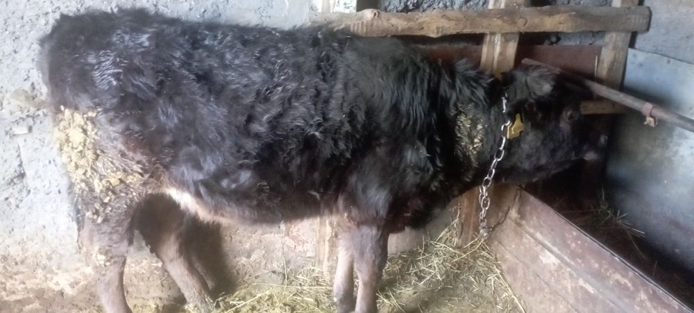 Продам телку стоит на откорме возраст 1 год
