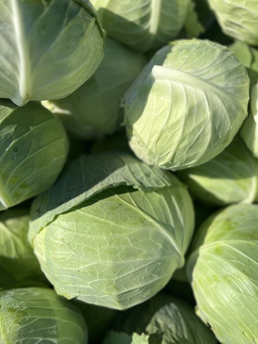 Vand varza din soiul Beverly hills