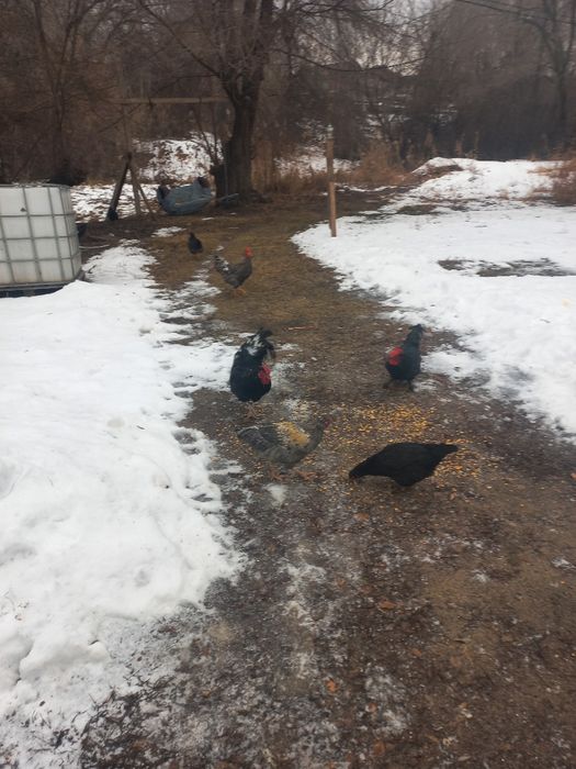 Жерлік тауыктар сатылады