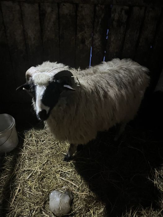 De vanzare noatin brez