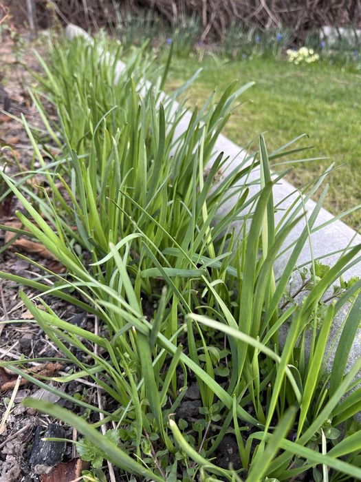 Джусай ( дикий лук)