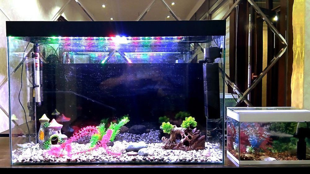 Baliqlar sotiladi akvarium bilan