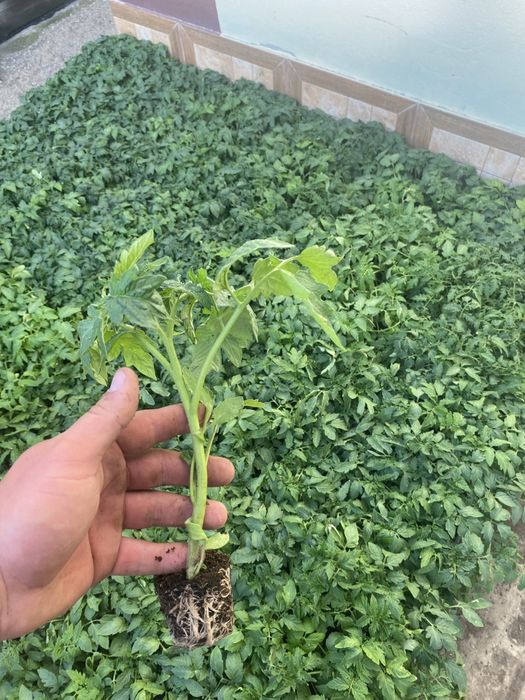 Rasad Legume  Profesionale