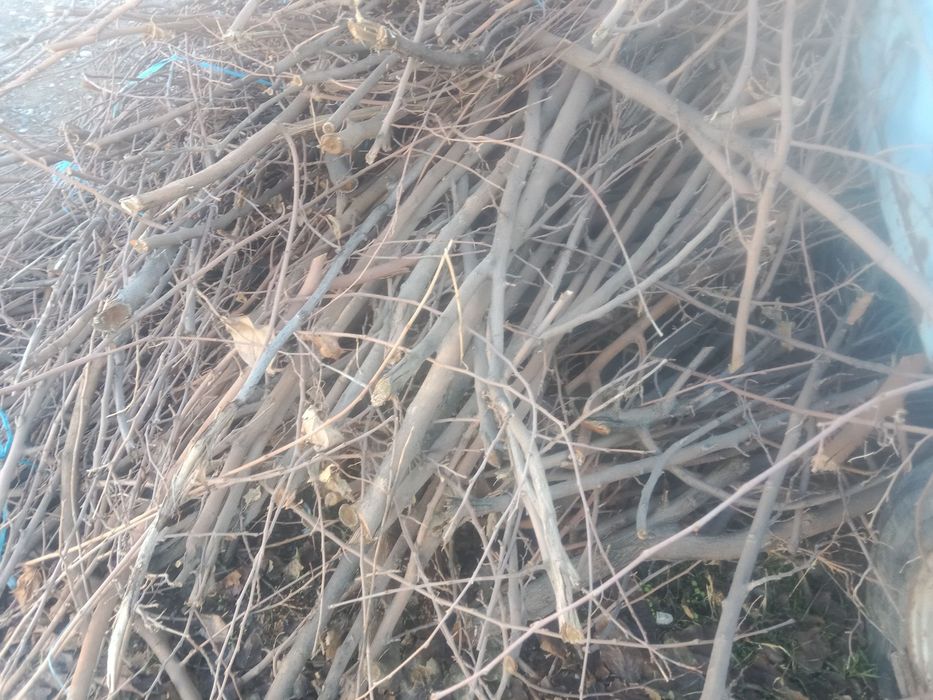 Сухие дрова тутовника