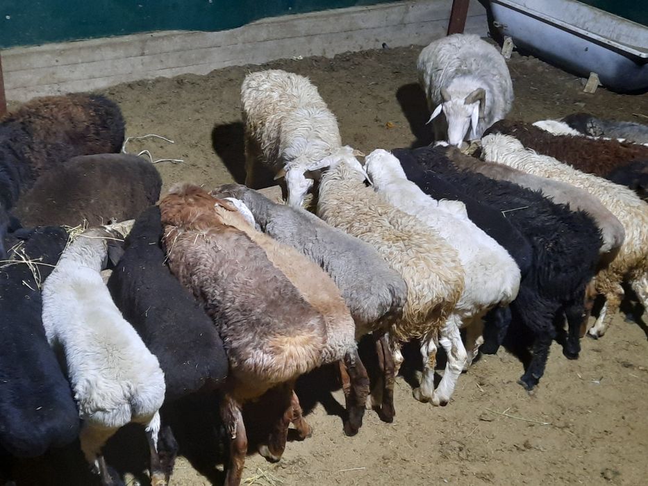 Кой токты тусак кошкар