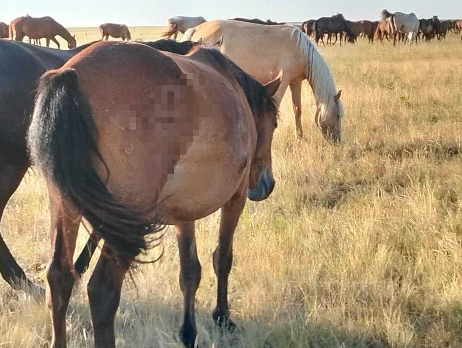 Жылқы (Лошади) -сатылады