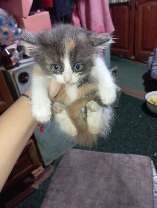 Отдам котят даром