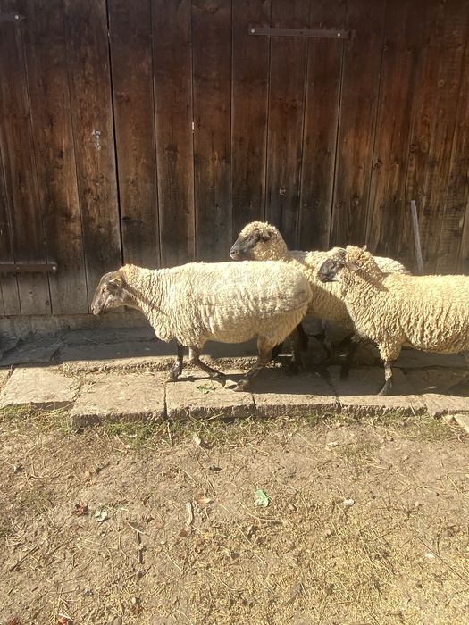 Vând 2 oi gestante rasă de  carne