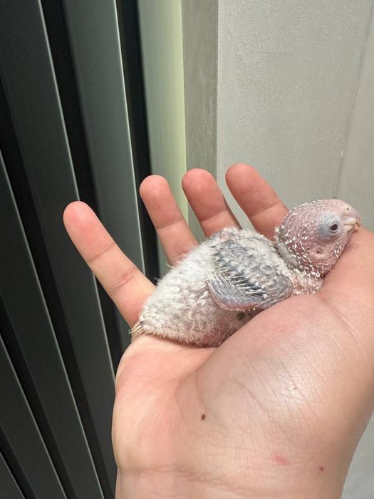 Perrura joʻjasi sotuvda