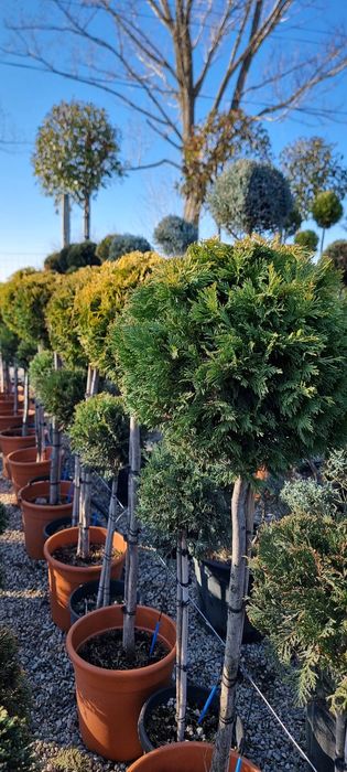 Tuia, photinia,platan, leylandi