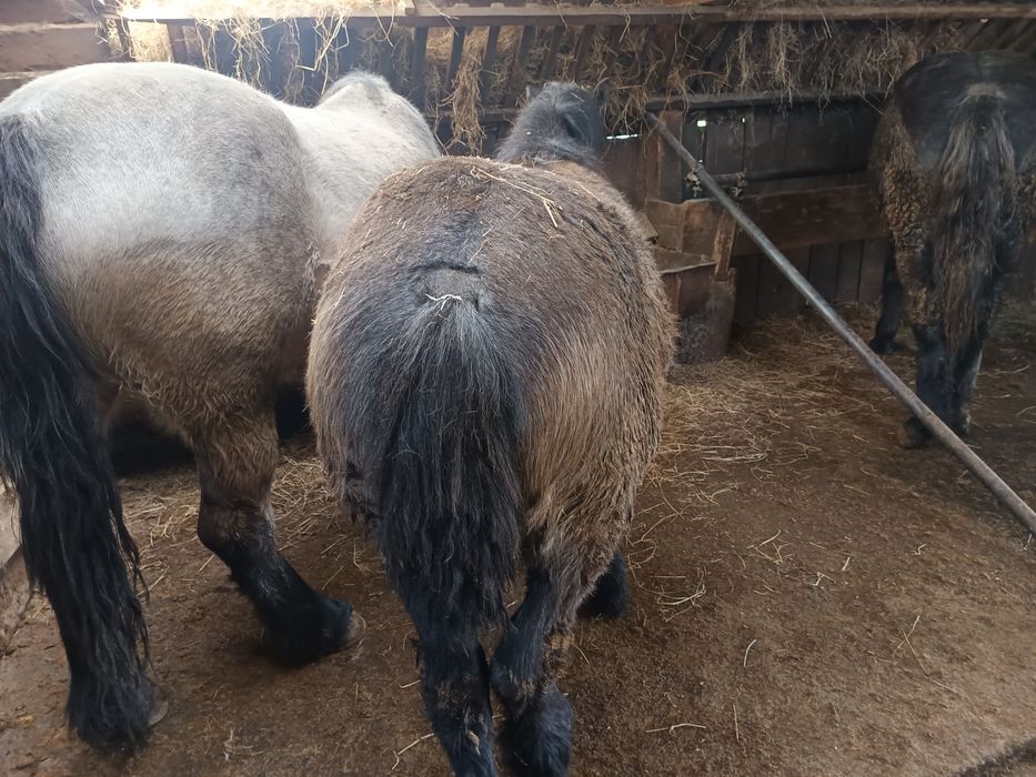 Vând un mânz harmasar