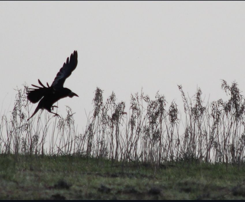 Canon 650 d + 70-300