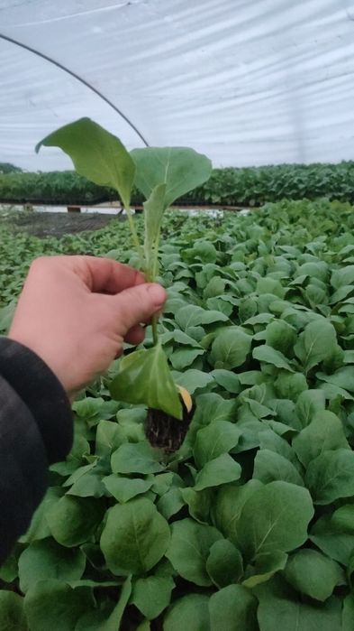 Rasaduri de legume la comanda, rosii, ardei, pepene altoit, varza