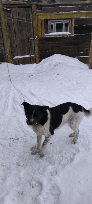 Даром собака черно белого окраса
