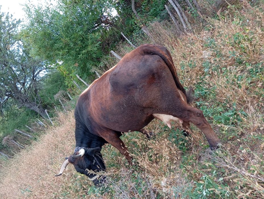 Vaca  cu  vițel.