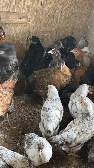 Продам цыплят 2х и 1,5 месячных