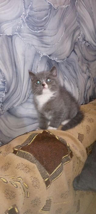 Подарим котенка .