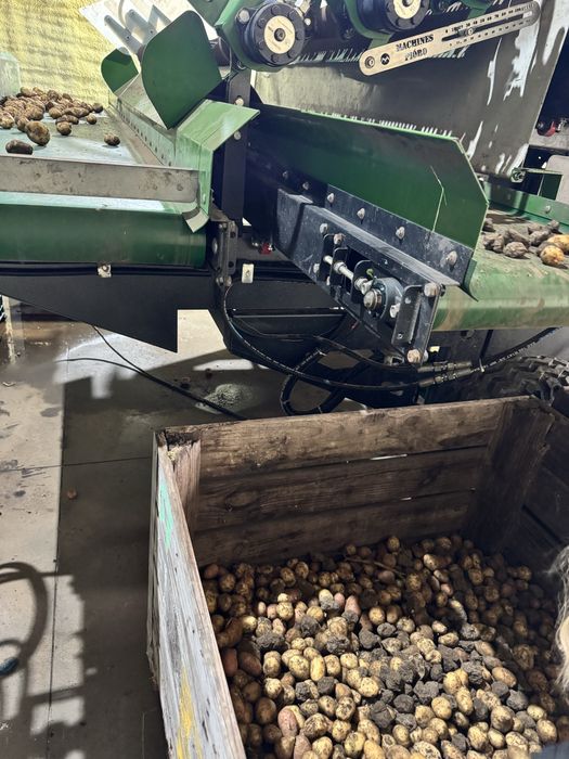 Vand cartofi calibru mic