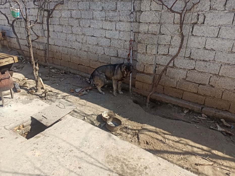 Продам собак кангала и чопонит