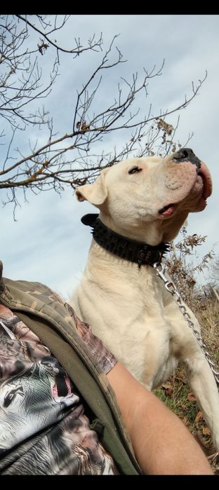 Dog argentino mascul de 2 ani