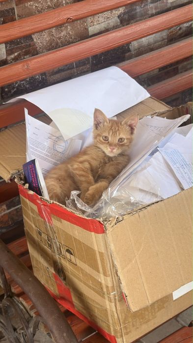 Котенок в хорошие руки