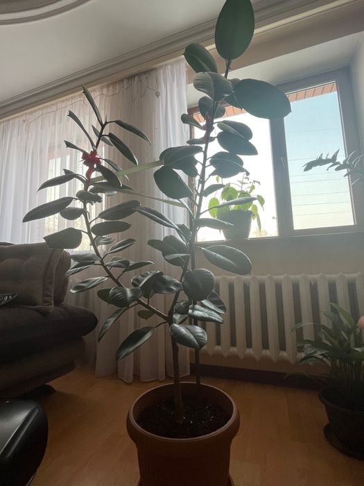 Домашние цветы