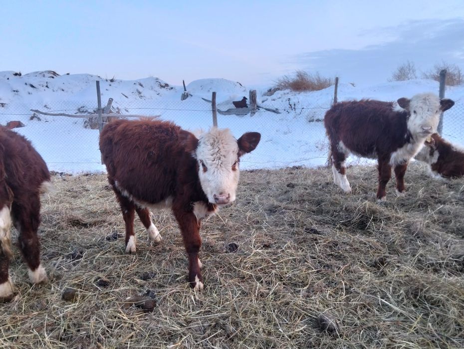 Телята породы Герефорд