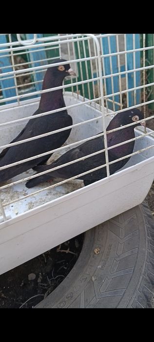 Продам голубей!!